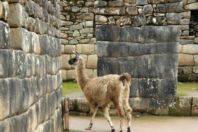 mp-to-cusco-146-llama-walking-around-scaled.webp